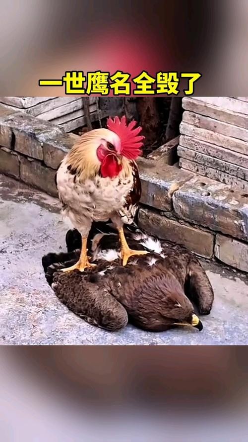 老鹰捕食母鸡，监控见证的惊险瞬间